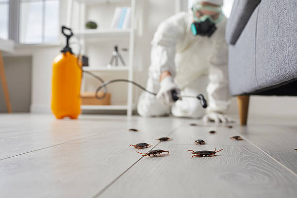 Trusted Cockroach Control service in Gordo, AL - Nex Pest Control